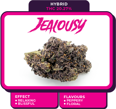 jealousy cannabis strain