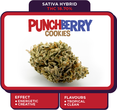 punchberry cookie cannabis