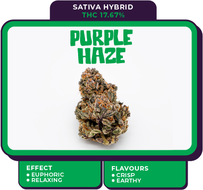 purple haze cannabis strain