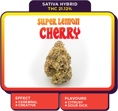 super lemon cherry cannabis strain