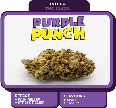 purple punch cannabis strain