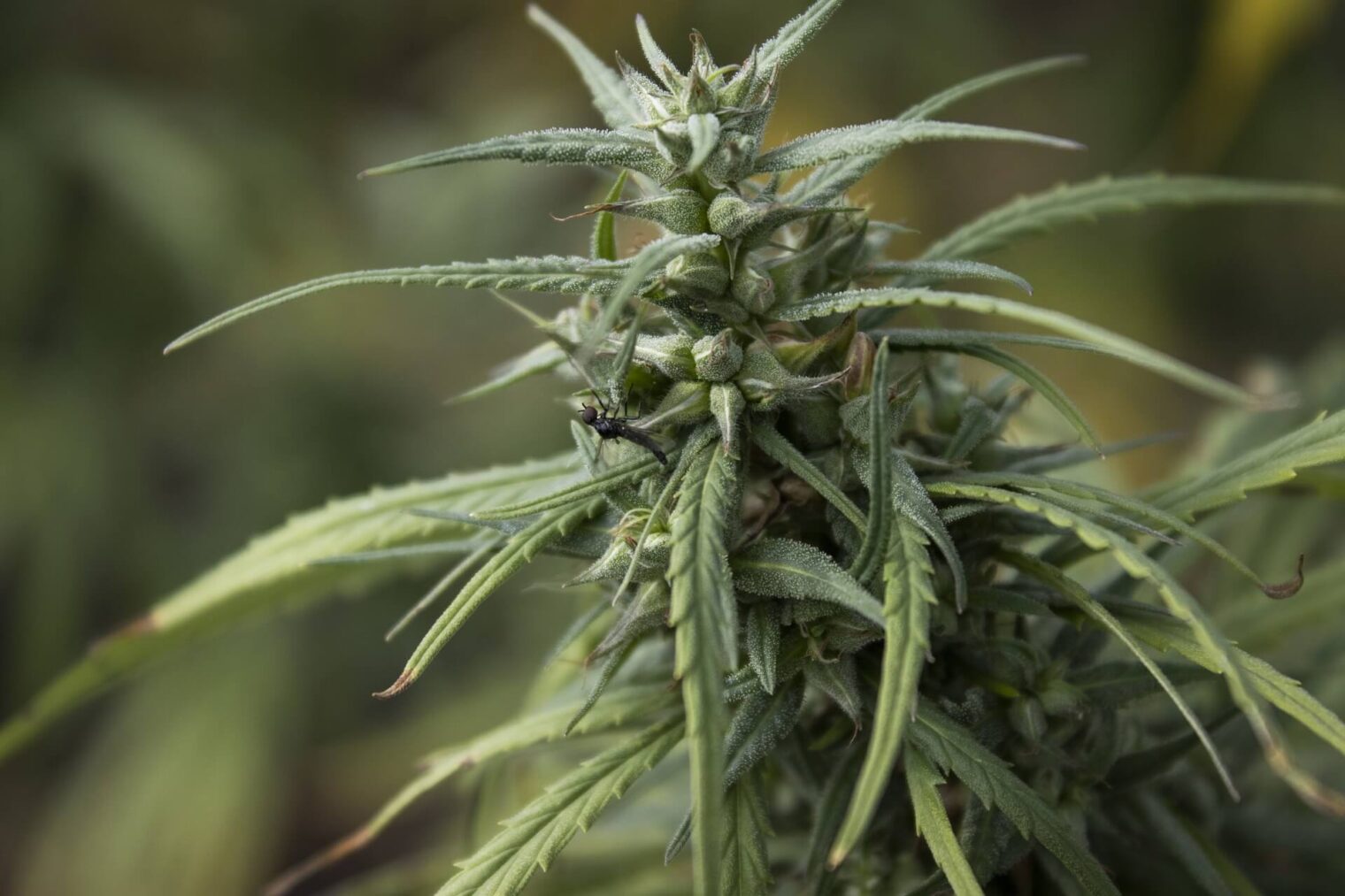 medical marijuana in Phuket in 2024