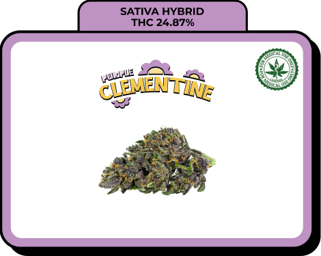 Purple Clementine
