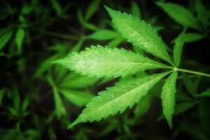 cannabis workshops in Phuket