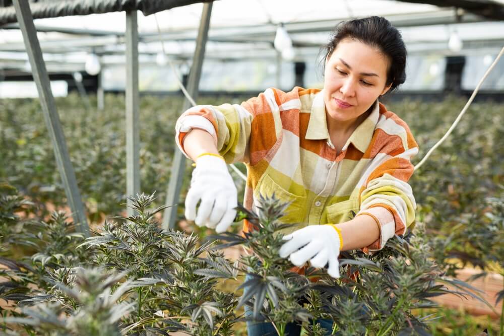 opening a cannabis business in Phuket