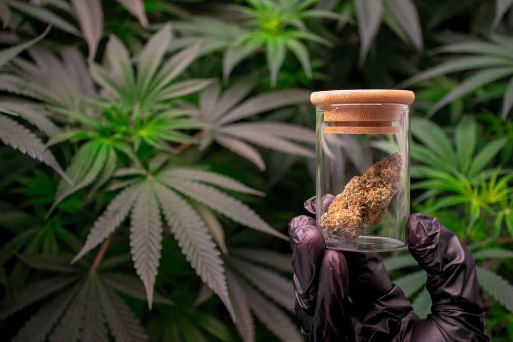 opening a cannabis business in Phuket in 2025