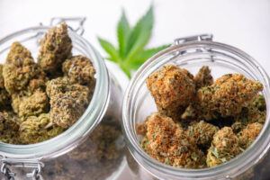 Best Cannabis Strains in Phuket