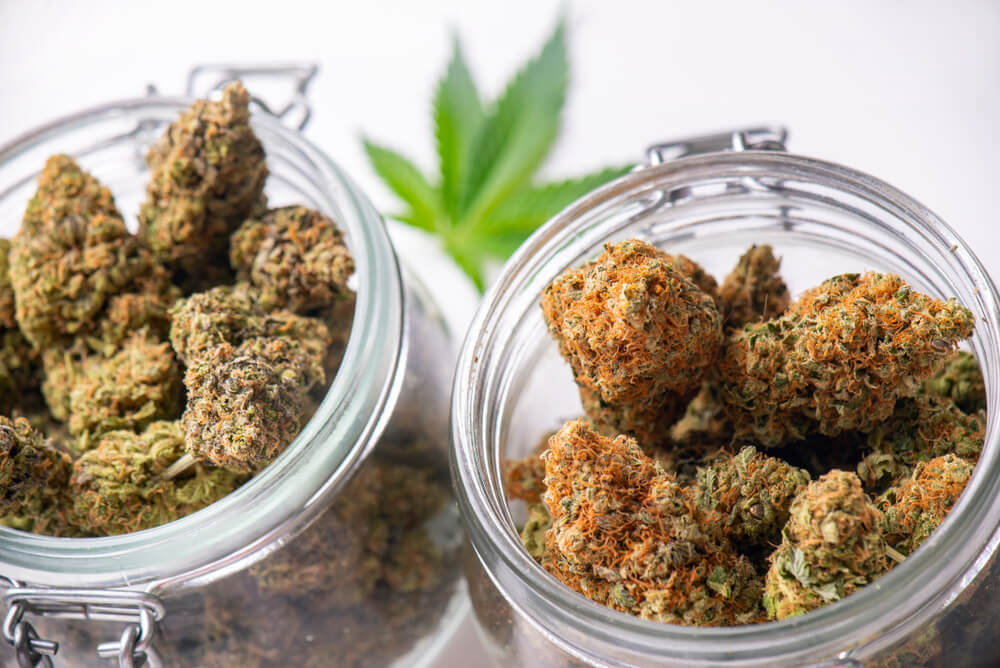 Best Cannabis Strains in Phuket